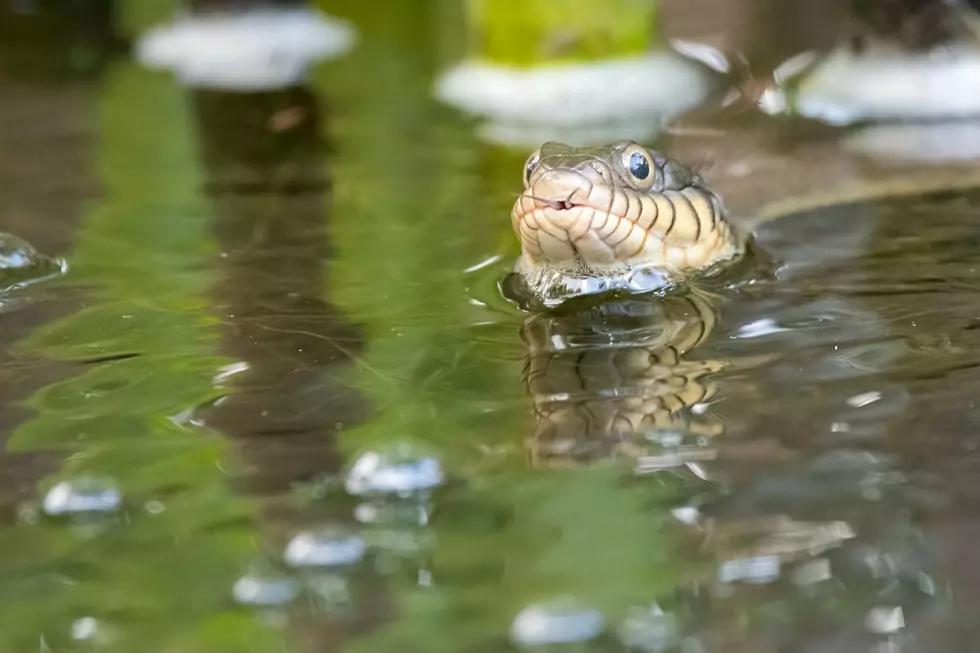 45 Mile Massachusetts River is Loaded with Snakes